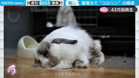 【映像】“寝落ちゴロン”の決定的瞬間
