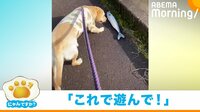 【映像】散歩道に放置したぬいぐるみを必ず拾う犬に悶絶の声「可愛すぎませんか」