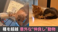 種を超越 意外な“仲良し”動物