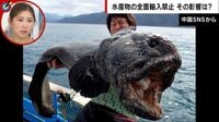 【映像】「福島の放射能で突然変異した巨大魚」と言われるフェイク画像（複数あり）