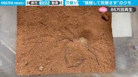 【映像】下手すぎる穴掘り