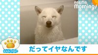 浴槽でウトウトする柴犬 風呂を堪能してると思いきやまさかの理由