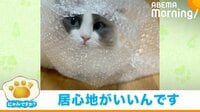 【映像】”プチプチ”にすっぽり入って顔をちょこんと出す猫
