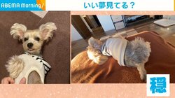 穏やかな寝顔とは真逆に激しく動く犬の尻尾 普段の倍の速度で“喜び”を表現する姿に飼い主「幸せな気持ちになった」