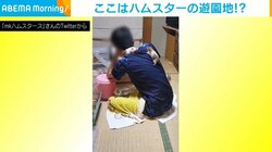 飼い主の体で遊ぶハムスターたち 部屋中を駆け回る姿に「夢のような光景」「最高の癒やし」の声