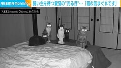 飼い主を待つ5匹の“光る目”…徐々に減っていくのは「猫の気まぐれ」