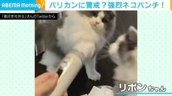 必殺“ネコパンチ”炸裂!? 母ネコの強烈な一撃でバリカン退治！ 子ネコが思わず仰け反る微笑ましい瞬間