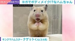 ハムスターがヨガ!? プランクまで披露する完璧な動きに「まじ尊敬です」「体幹つよい」と反響続々