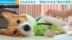 無気力状態の犬！散歩の準備中も“されるがまま”の様子に「なんですか…この可愛さは」「無抵抗過ぎてかわいいww」と反響続々