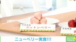 イチゴ界に戦国時代到来！豊洲市場“青果のプロ”が注目する品種とは…!? 個性派品種をスタジオで食べてみた