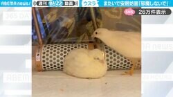 「せっかくねんねしてるのにｗ」小鳥の安眠を妨害する仲間の姿に「可愛すぎる」「確信犯！」の声