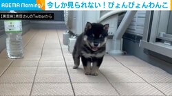 ボールをぴょんぴょんと追いかけ 「走り方下手っぴすぎん？」な豆柴に「かわいい」の嵐