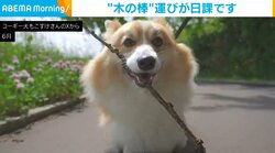 短い枝から長い枝まで！ 散歩中のコーギーの“不思議な日課”が話題