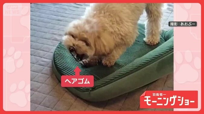 描く放物線はワンダフル　器用にヘアゴムを飛しては回収するワンちゃん　なぜ飛ばす？ 1枚目