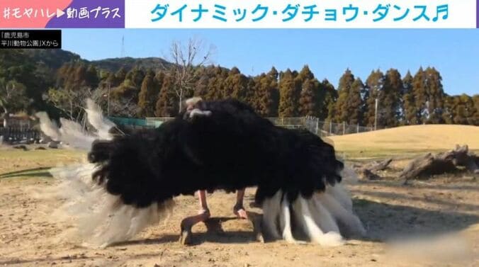ダチョウ