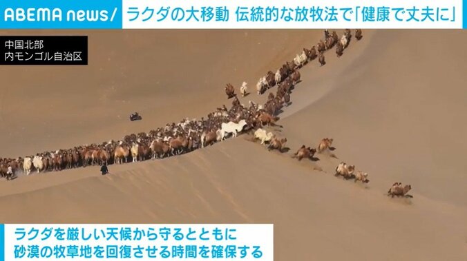 大移動するラクダ