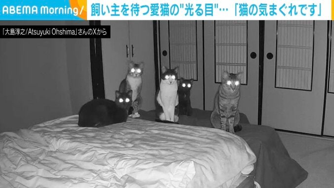 5匹の猫