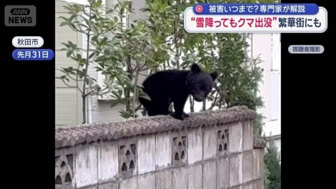 クマが塀の上を歩いている