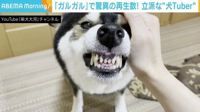 遊びガルに甘えガル 柴犬「タイガ」くんが家族にだけ見せる“ガルガル”動画が驚異の998万回再生 2枚目