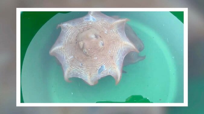 驚愕のリアル“モンスターハンター”…謎の深海生物に130万回再生の驚き 不気味な風貌と動きに「リアルヤマツカミだわ」 1枚目