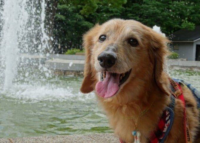 “かっこいいワン！” 涼しさを感じさせるCOOLわんこフォトコンテスト2017 入賞者発表 1枚目