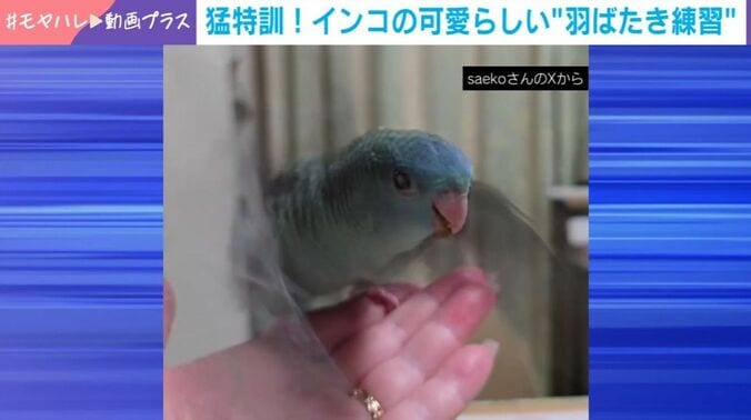 ネモくん