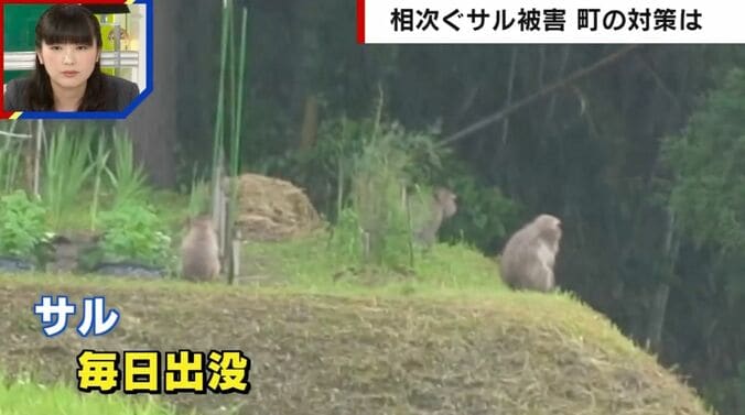 相次ぐサル被害 町の対策は
