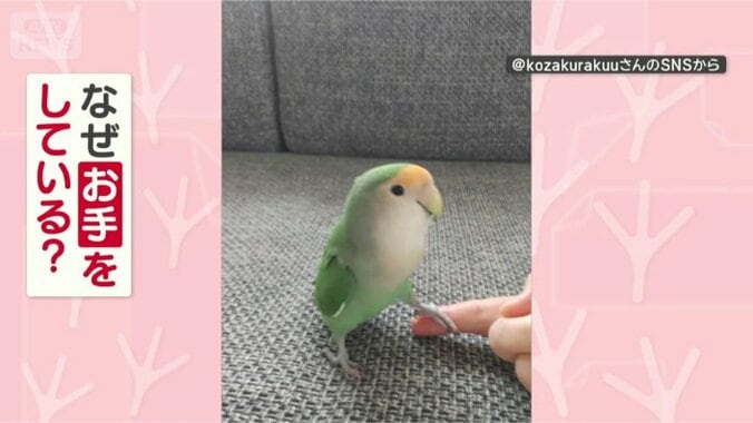 お手をするのはなぜ？