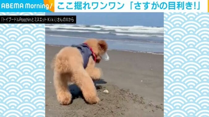 トイプードルのプーチンくん