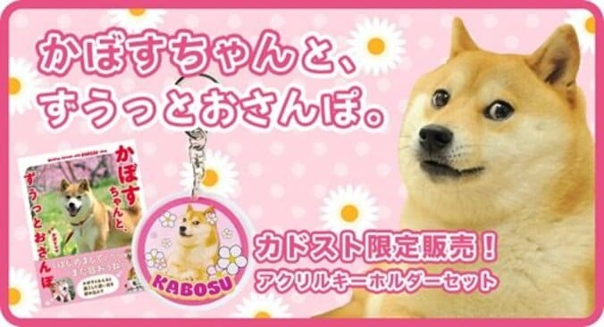 ネットミーム“Doge”のモデル柴犬「かぼすちゃん」 生涯を振り返る写真集が3月14日発売へ 2枚目
