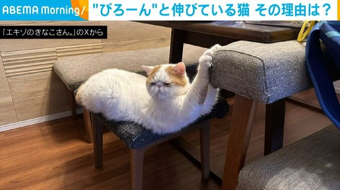 エキゾチックショートヘアのひるねくん（3歳）