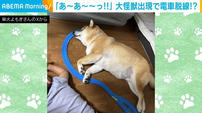 柴犬のよもぎくん