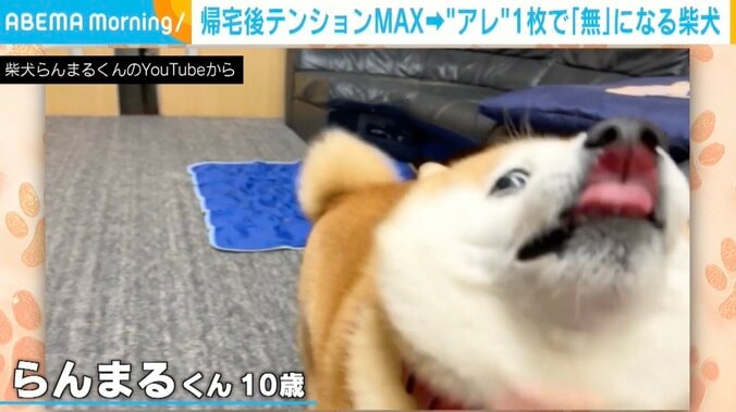 柴犬の「らんまる」くん