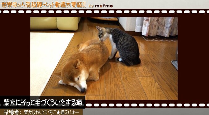 「手の上で熟睡中ニャ」可愛い猫＆犬が大集結 『mofmo』とのコラボ番組をAbemaTVで放送 3枚目