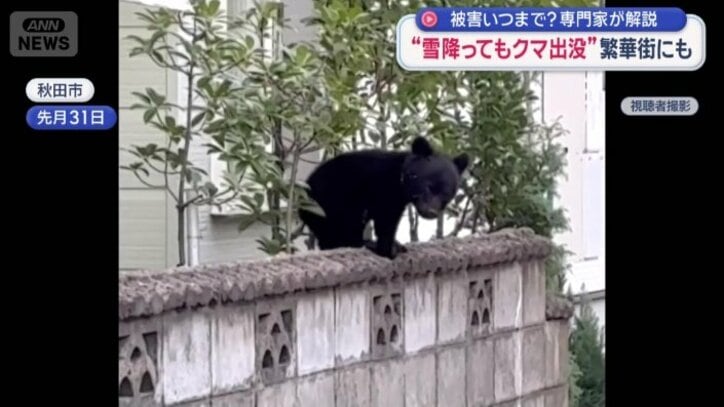 クマが塀の上を歩いている