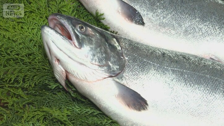 国産養殖サーモンに熱い視線 輸入モノに対抗 価格は同水準に 海外企業も参入