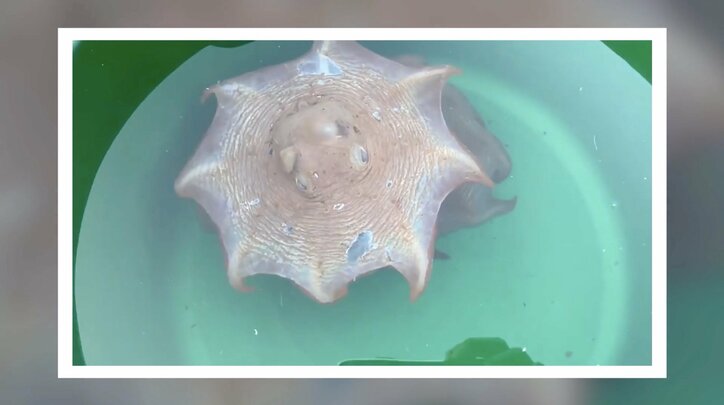 驚愕のリアル“モンスターハンター”…謎の深海生物に130万回再生の驚き 不気味な風貌と動きに「リアルヤマツカミだわ」