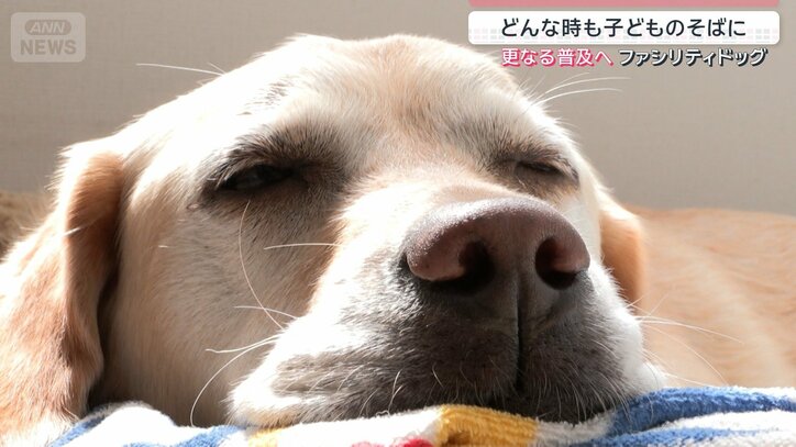 アイビー