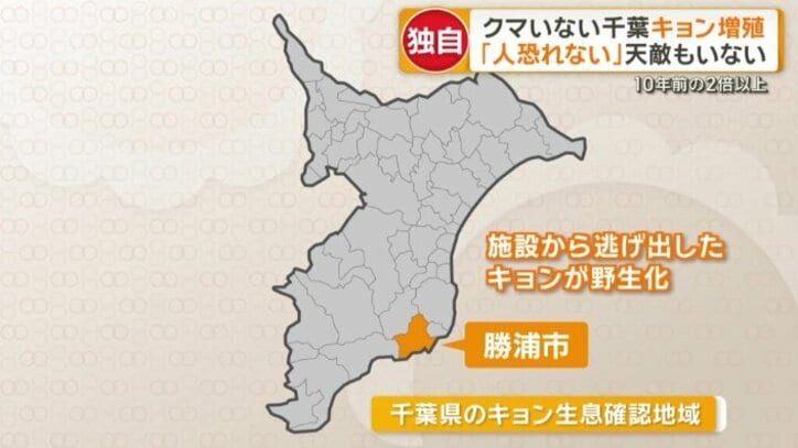  逃げ出したキョンが野生化か