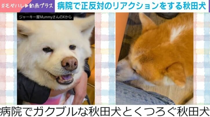 フウちゃんとライくん