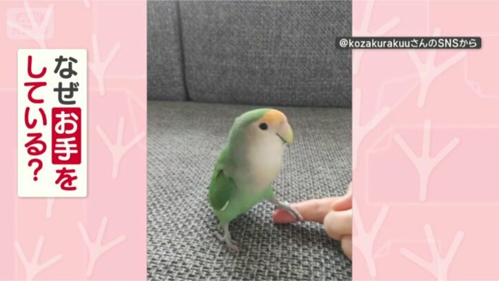 お手をするのはなぜ？