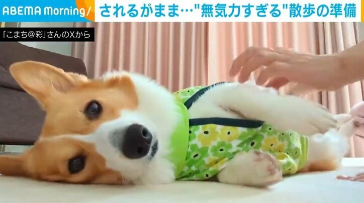 コーギーのこまちちゃん（5歳）