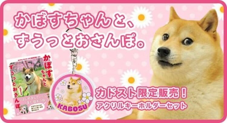 写真・画像】ネットミーム“Doge”のモデル柴犬「かぼすちゃん」 生涯を