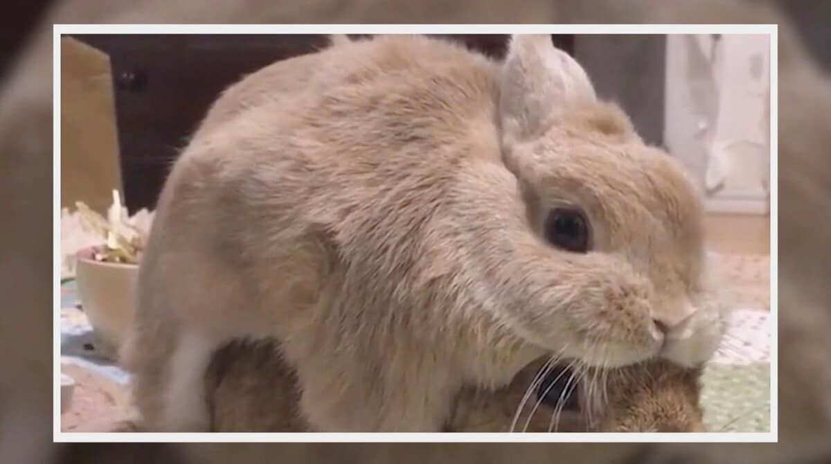 うさぎたちが合体？可愛らしい二段重ねに「ダブルモフモフパラダイス