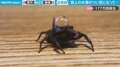 頭上の水滴に「何だこのヤロウ」悪戦苦闘するクモ “あっさり”すぎる衝撃ラストに反響
