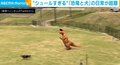 イヌを追いかけ回す“恐竜”!? シュール過ぎる追いかけっこが話題