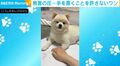 飼い主の手を真顔で拒否する犬…“無言の圧力”に「ワンコ達、みんなコレだw」「なぜか人の手の上に自分の手を置きたがるよね」と共感の声