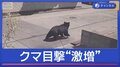 クマ目撃“激増”　被害も…住宅街に連日出没