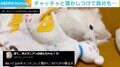ぬいぐるみをトントン→すぐ寝てしまう犬 あまりの速さにツッコミの声「先に寝ちゃったんじゃない!?」