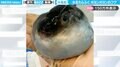 手のひらで“ポヨンポヨン”と揺れる、深海性のフグがSNSで話題「中年男性の多くが親近感を覚える」「可愛いフォルムだわ〜」